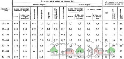 Вдигнете прасета дома, отколкото да се фураж - поддръжката и храненето на свинете в страната