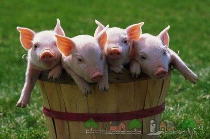 Creșteți porcii la domiciliu decât hrănirea și hrană purceii acasă