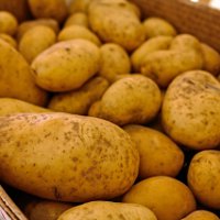 Позакореневе підживлення картоплі правила і рецепти