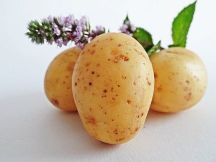 Позакореневе підживлення картоплі правила і рецепти