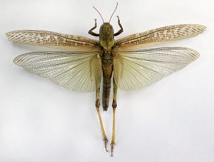 Nyolcadik csapással „vagy ázsiai vándorló akác alakja, fejlődési szakaszban, amit eszik, (ázsiai) Nyolcadik csapással „vagy ázsiai vándorló akác alakja, fejlődési szakaszban, amit eszik,