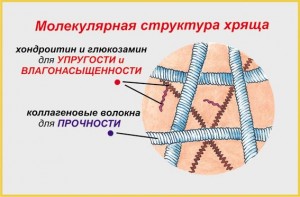 Відновлення хрящової тканини колінного суглоба