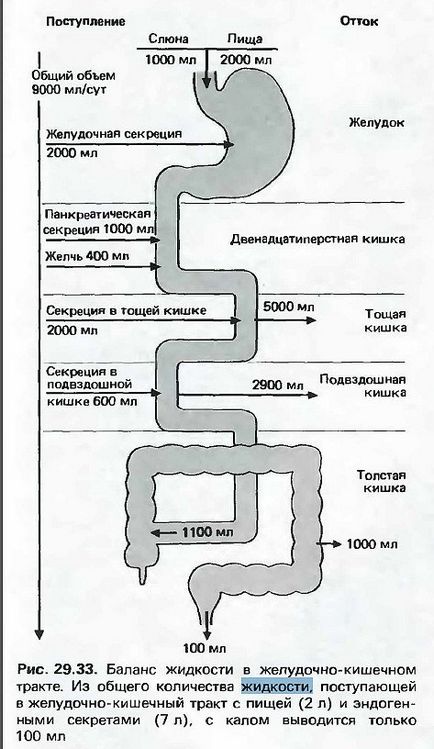 Оце так поворот! Чи шкідливо пити воду під час їжі