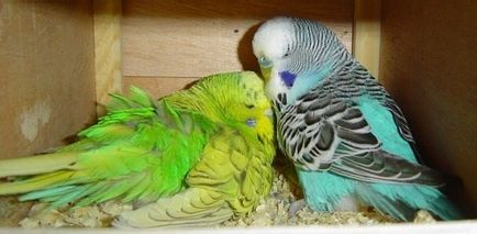 Можливі проблеми при розведенні хвилястих папуг