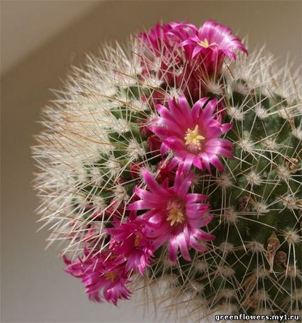 Totul despre cactusi