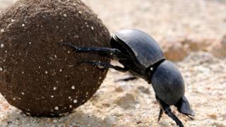 Вся правда про жуків-гнойовик вони рятують світ - bbc російська служба