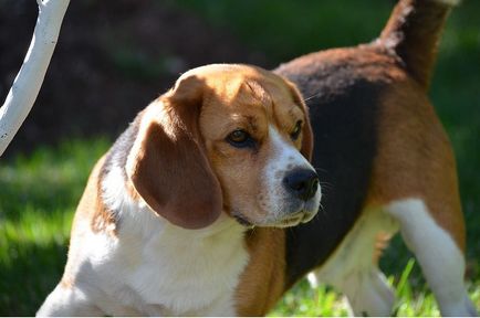 Binding beagle (viszkózus) Rakjuk kutyáról