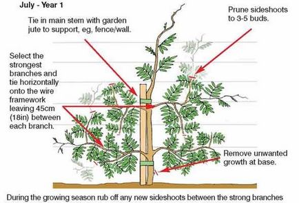 Хочу вирощувати гліцинію у вигляді штамбового деревця