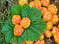 Goji fructe de padure - proprietăți utile și contraindicații, preparare și mâncare, recenzii