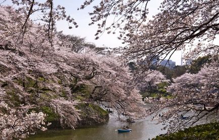 Японія коли цвіте сакура