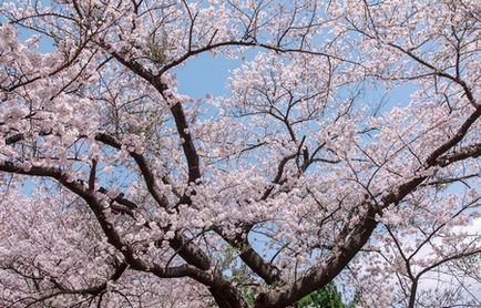 Japonia Când Flori Sakura