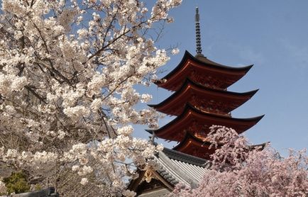 Japonia Când Flori Sakura