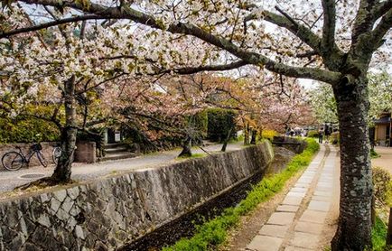 Japonia Când Flori Sakura