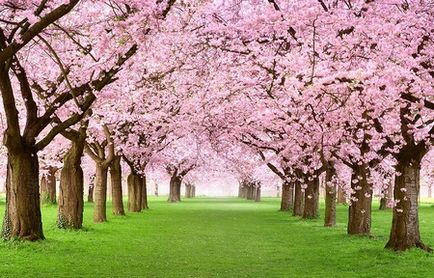 Japonia Când Flori Sakura