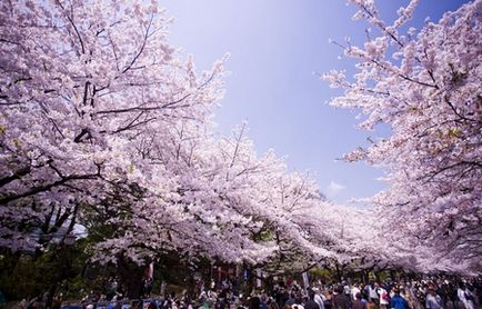 Japonia Când Flori Sakura