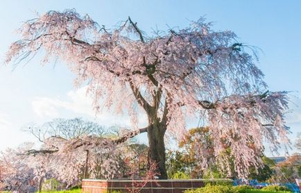 Japonia Când Flori Sakura