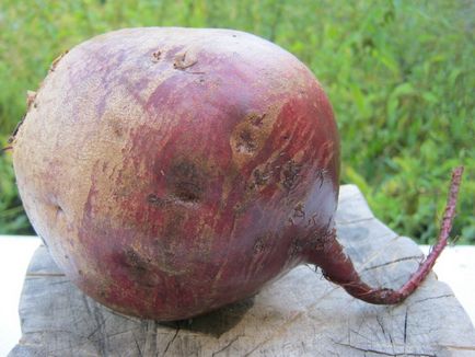 Töltőanyagok a borscs a téli - lépésről lépésre recept fotók