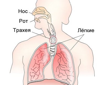 Трахеята заразно както се случва инфекция, профилактика