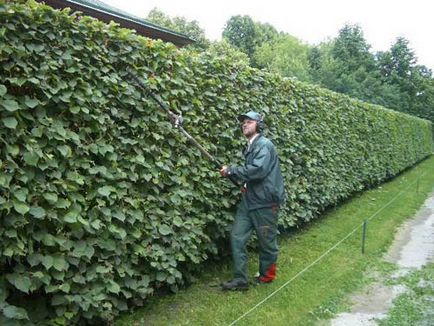 Hedge lime kezével, mint a palánták nőnek a csodálatos kerítés