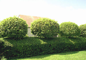 Hedge lime kezével, mint a palánták nőnek a csodálatos kerítés