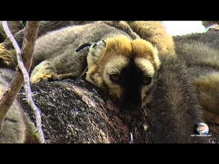 Fossa animalelor