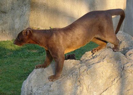 Fossa animalelor