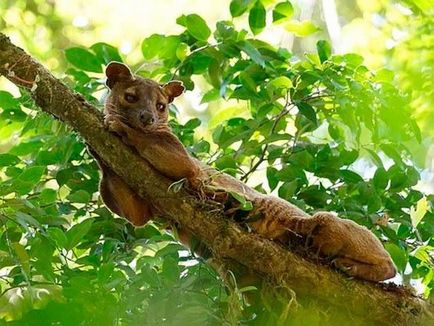 Fossa animalelor