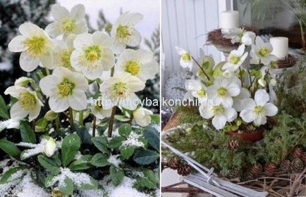 Plante de iarnă pentru balcon - hellebore