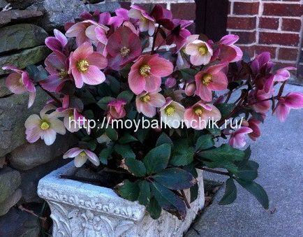 Plante de iarnă pentru balcon - hellebore