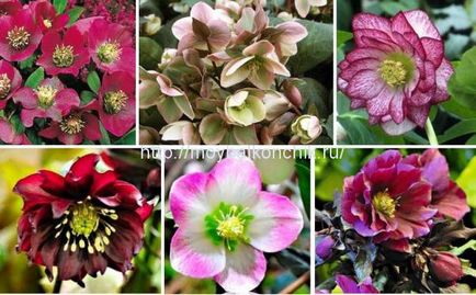 Plante de iarnă pentru balcon - hellebore