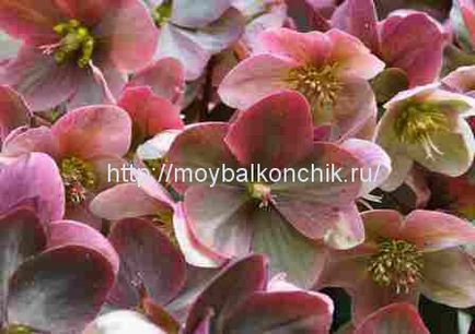 Plante de iarnă pentru balcon - hellebore