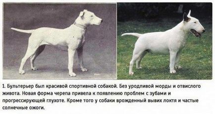 100 de ani de câine de reproducție în imagini