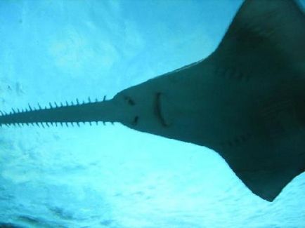 10 Самих страшних акул