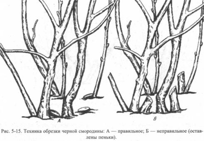 20 Правил, які необхідно дотримуватися при обрізанні смородини