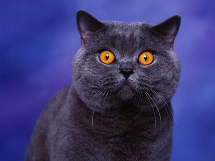 28 Питань і відповідей про дивну поведінку кішок, умкра