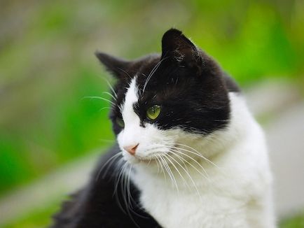 28 Питань і відповідей про дивну поведінку кішок, умкра