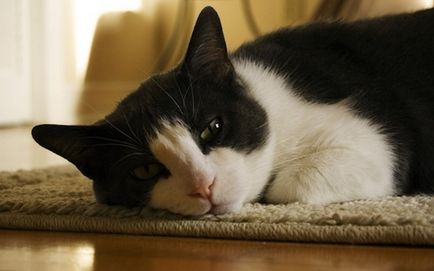 28 Întrebări și răspunsuri despre comportamentul ciudat al pisicilor, umkra