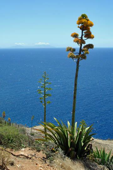 Agave Descrierea și îngrijirea americană