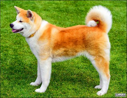 Akita Inu (rasa japoneză de câini), miuki mikado • Japonia virtuală