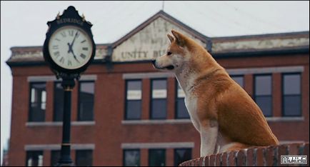 Akita Inu (rasa japoneză de câini), miuki mikado • Japonia virtuală