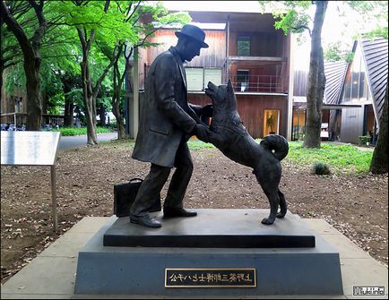 Akita Inu (rasa japoneză de câini), miuki mikado • Japonia virtuală
