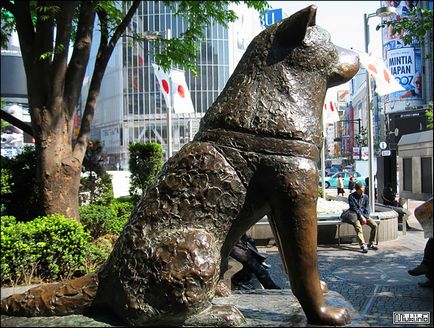 Akita Inu (japán kutyafajta), miuki Mikado • Virtual Japán