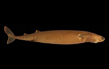 Акула сигарна большезубая - одна з найстрашніших хижачок