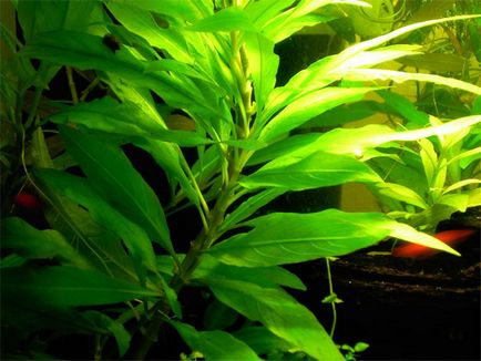 Planta acvariu Schisandra - conținut la domiciliu