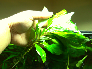 Acvariu plante lemongrass grija pentru aceasta, boala si reproducerea