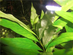 Akvárium növény citromfű ellátás, betegség és a reprodukciós