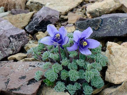 Aquilegia (harangláb) ültetés és gondozás