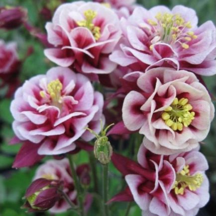 Aquilegia (harangláb) ültetés és gondozás