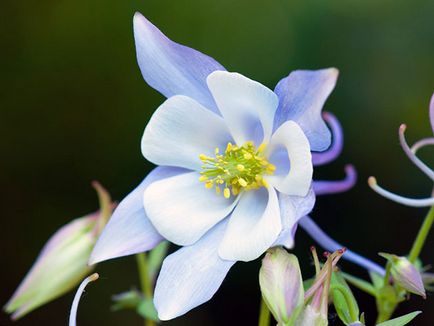 Aquilegia (harangláb) ültetés és gondozás