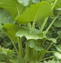 Alocasia (armă cu rădăcini mari) (rădăcină grosieră) Alocasia (armura este grosieră)